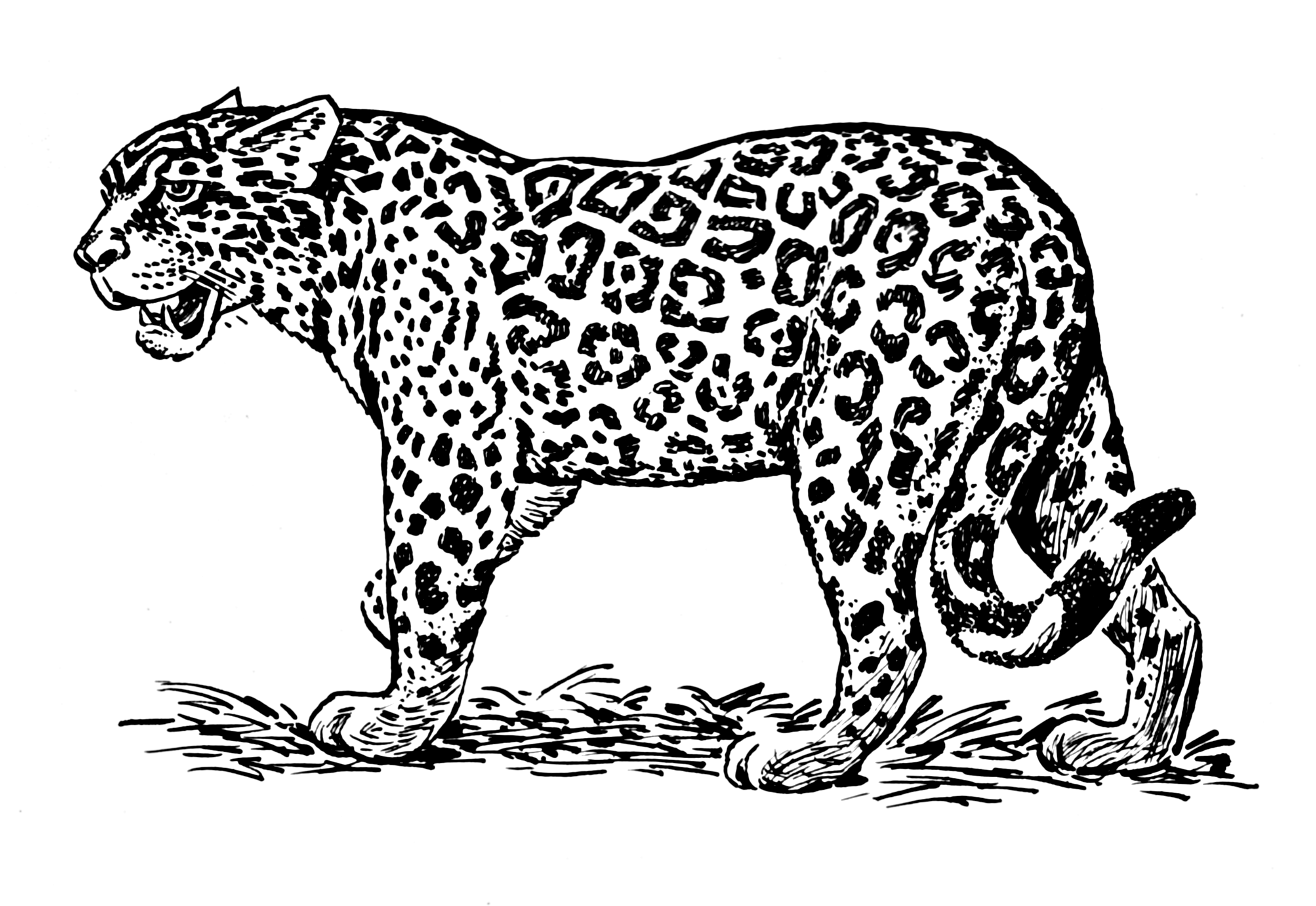Description Jaguar  Psf  Png