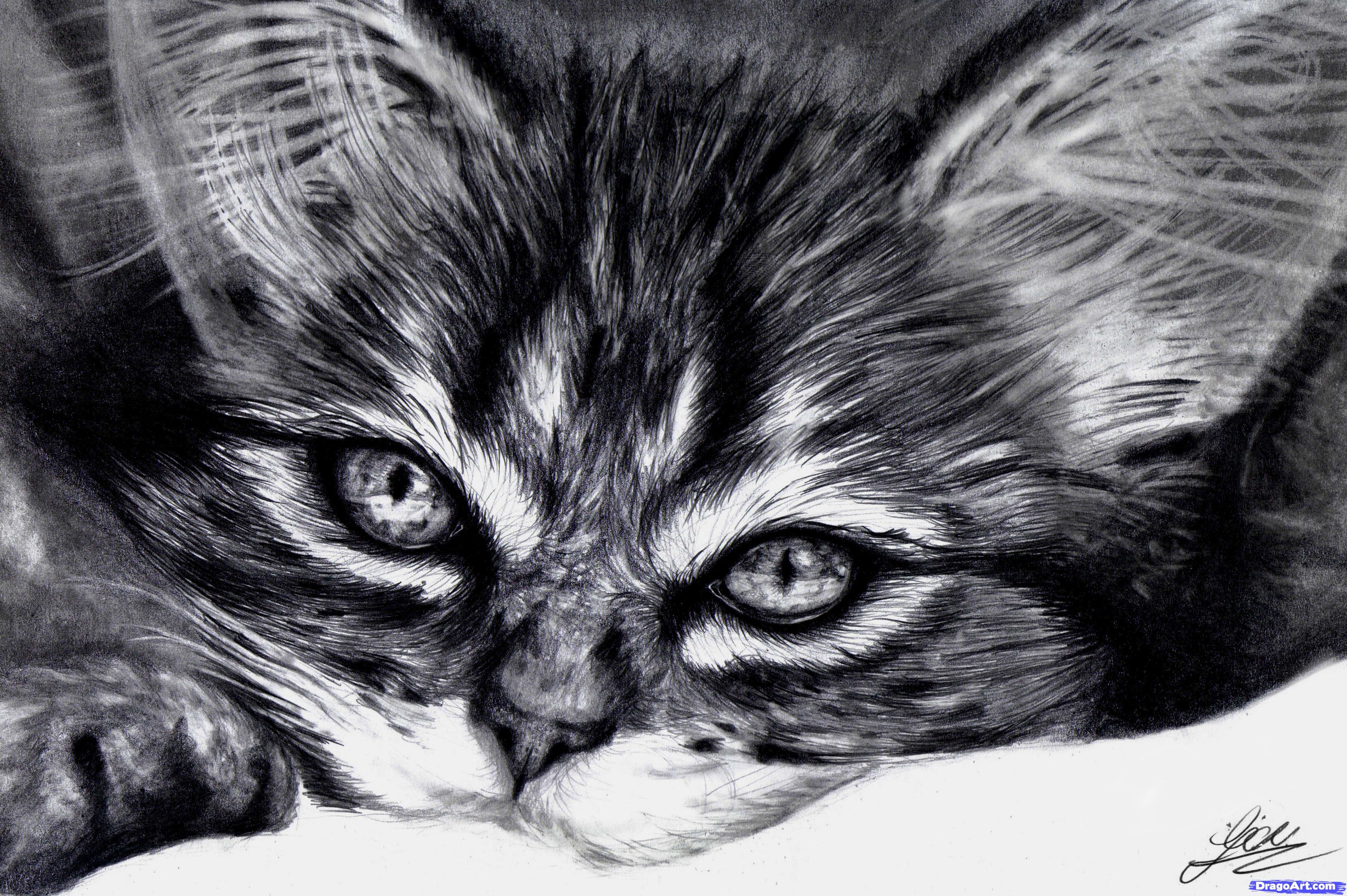 How To Draw A Realistic Kitten Cute Kitten Step By Step Pets