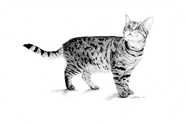 Realistic Cat Drawing In Pencilhcreformexpert