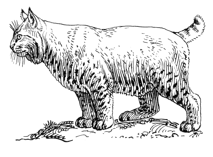 Search Terms  Bobcat Bobcat Hunting Bw Coloring Page Illustraion