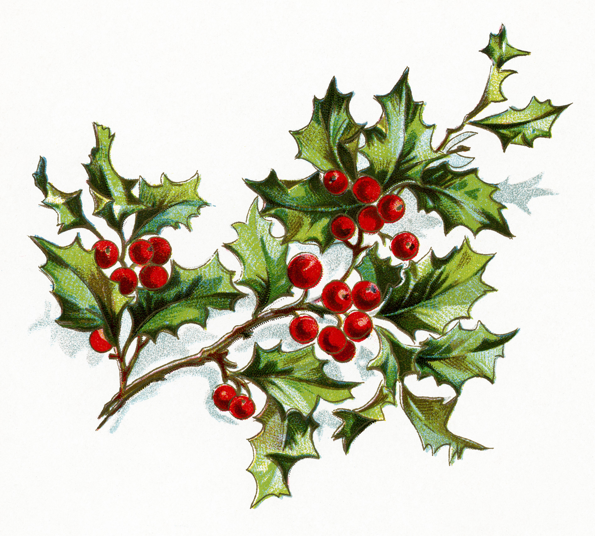 This Lovely Sprig Of Holly And Berries Is From A Book Of Poetry Titled