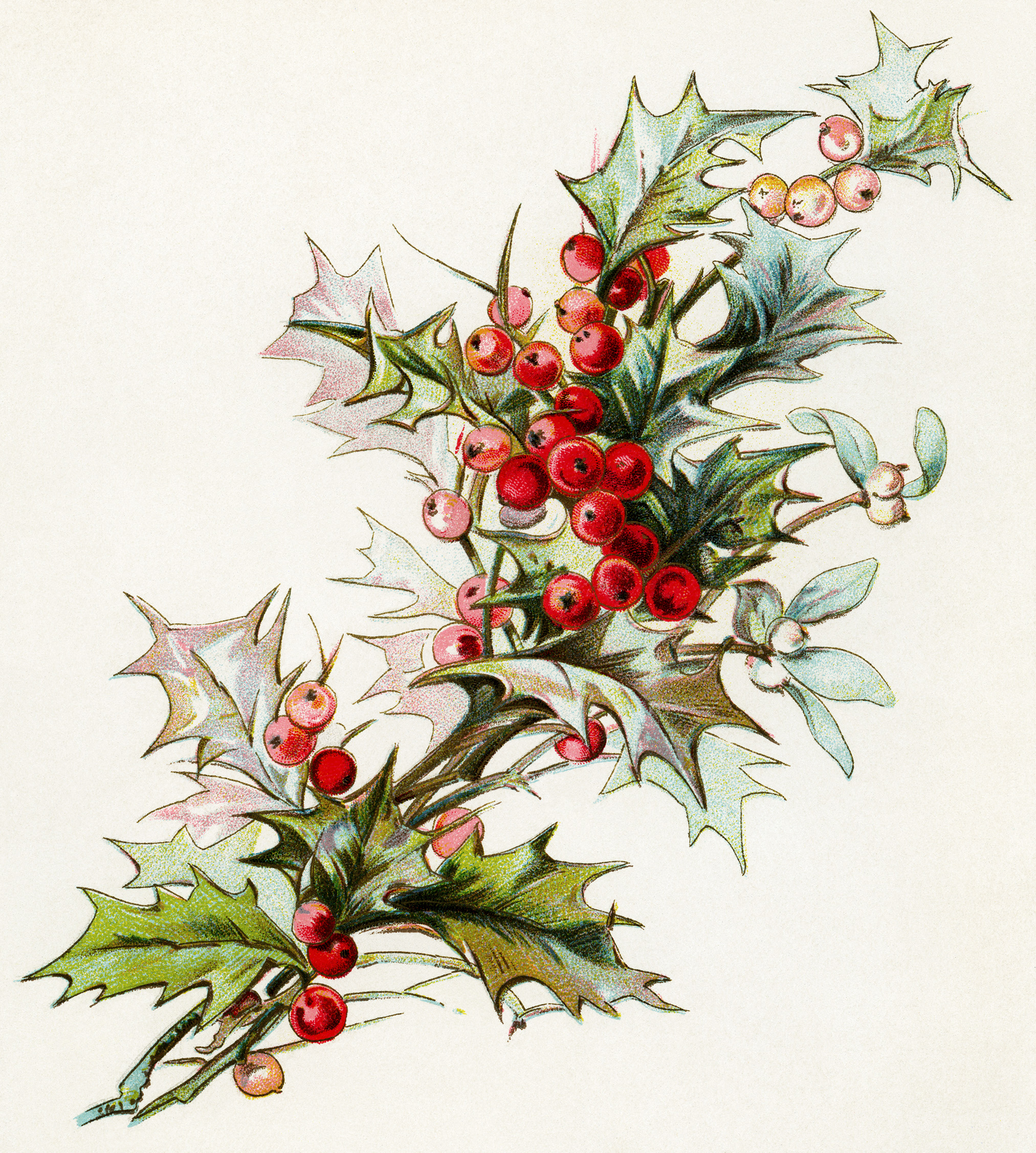 Vintage Printable Christmas Digital Mistletoe And Holly Illustration