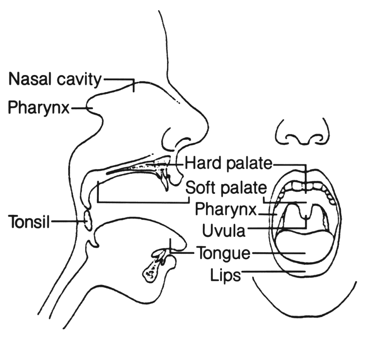 Anatomy Mouth   Http   Www Wpclipart Com Medical Anatomy Mouth And