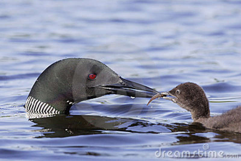 Common Loon Feeding Chick Fish With Blue Lake Water As Background