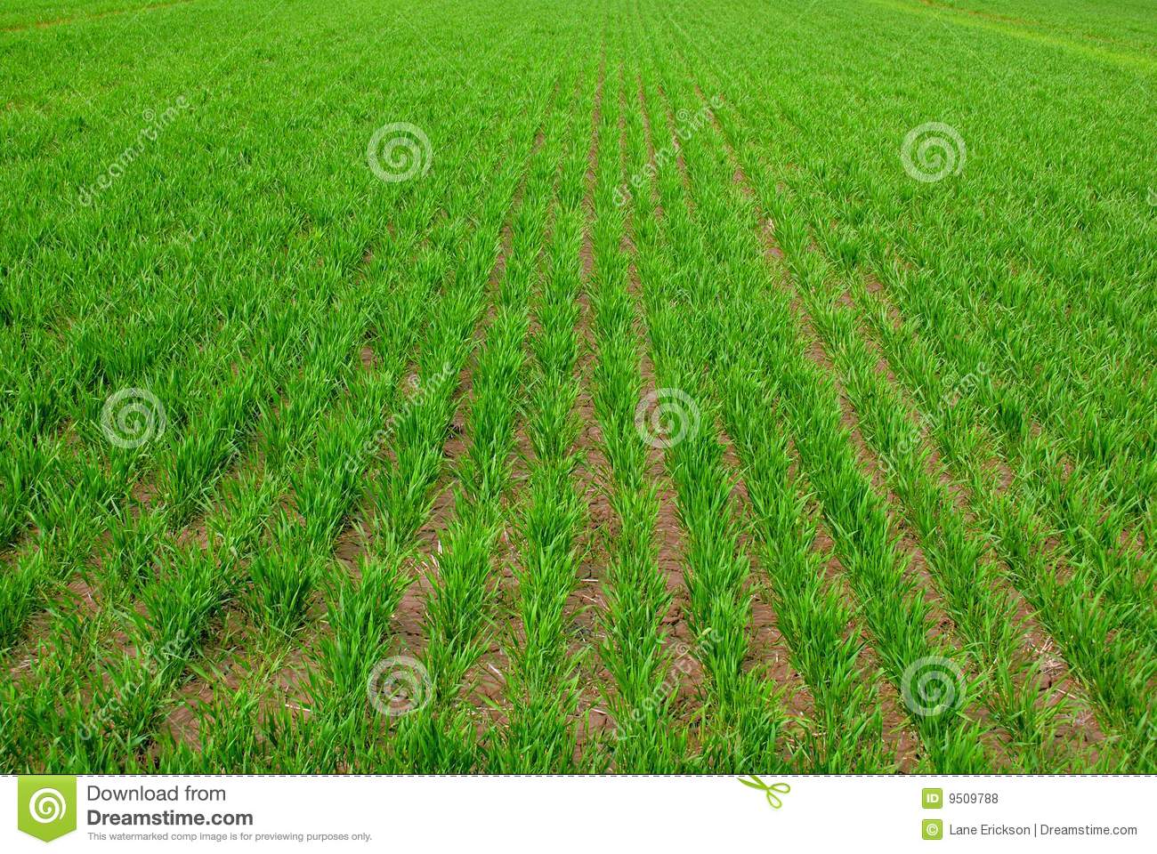 Crops Growing Clipart Rows Of Green Crops Growing In