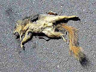 Dead Squirrel Cartoon I Saw A Flat Dead Squirrel