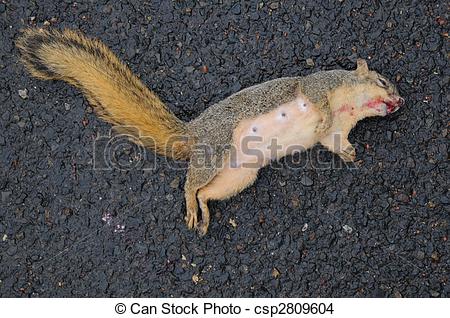 Dead Squirrel On Wet Road With Blood On Mouth