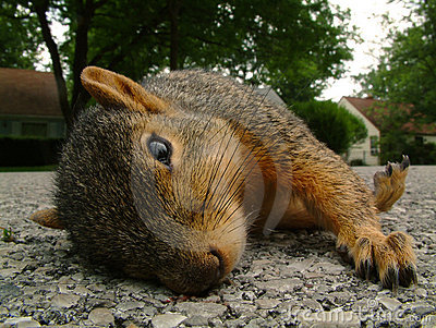 Dead Squirrel Stock Image   Image  20296551