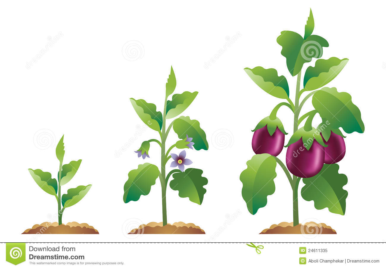 Displaying 17  Images For   Crops Growing Clipart