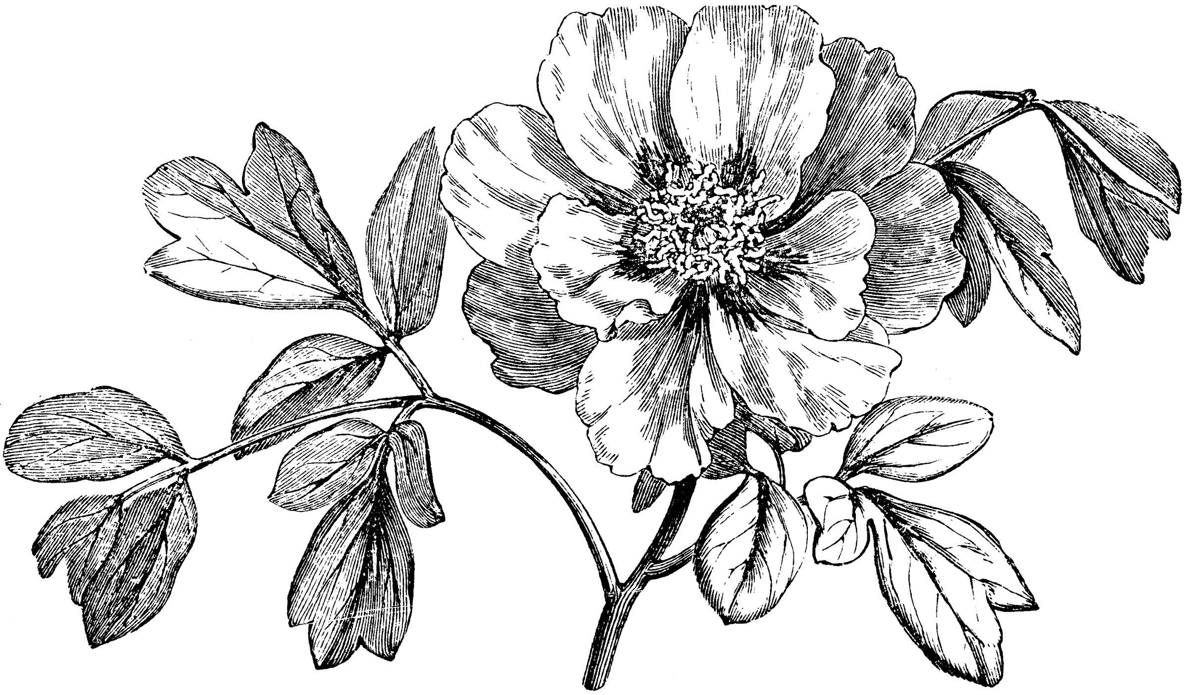 Flowering Branch Of Mountain Peony   Clipart Etc