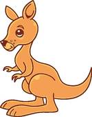 Kangaroo Stock Illustrations   Gograph