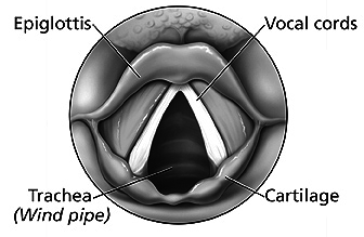 Medical Anatomy Mouth And