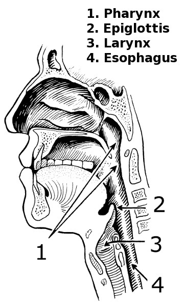 Pharynx    Medical Anatomy Mouth And Throat Pharynx Png Html