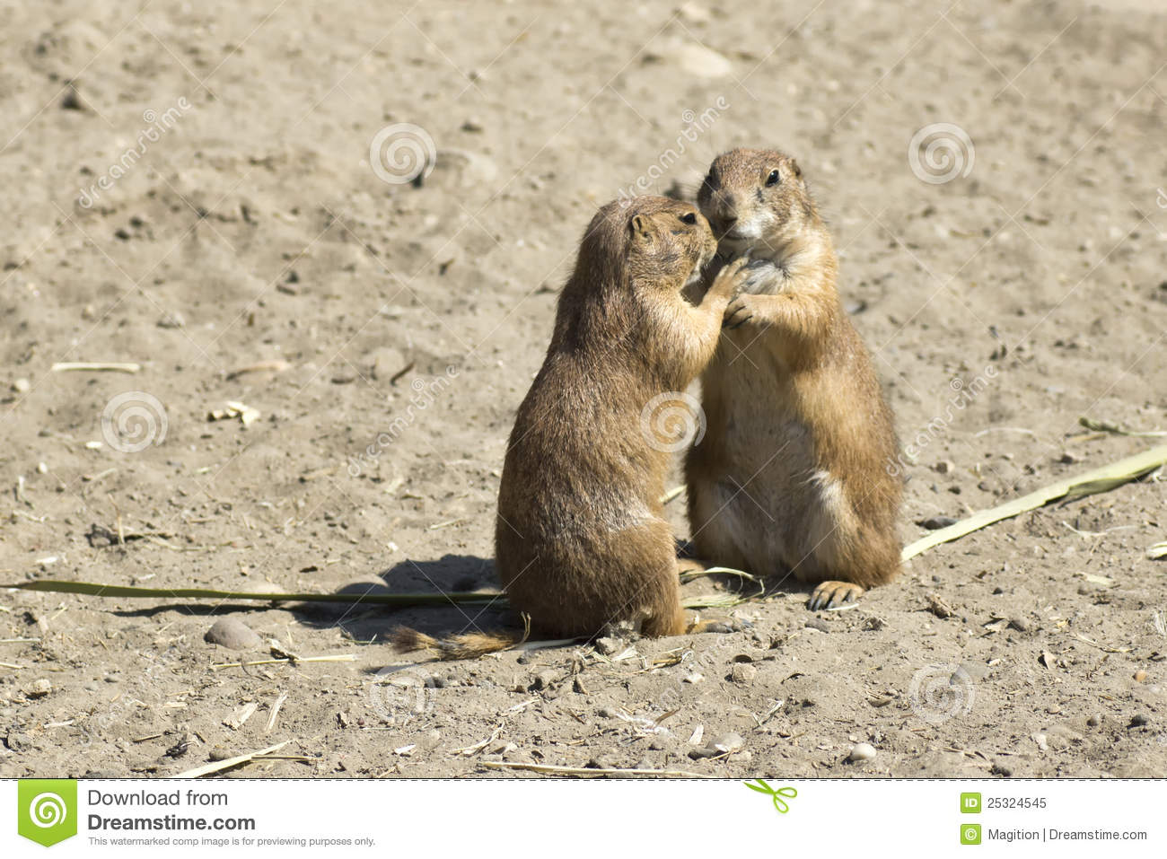 Souslik  Ground Squirrel  Couple Royalty Free Stock Photo   Image    