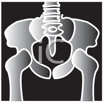 Cartoon X Ray Of A Pelivis   Royalty Free Clip Art Picture