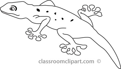 Lizard Outline Pictures Picture