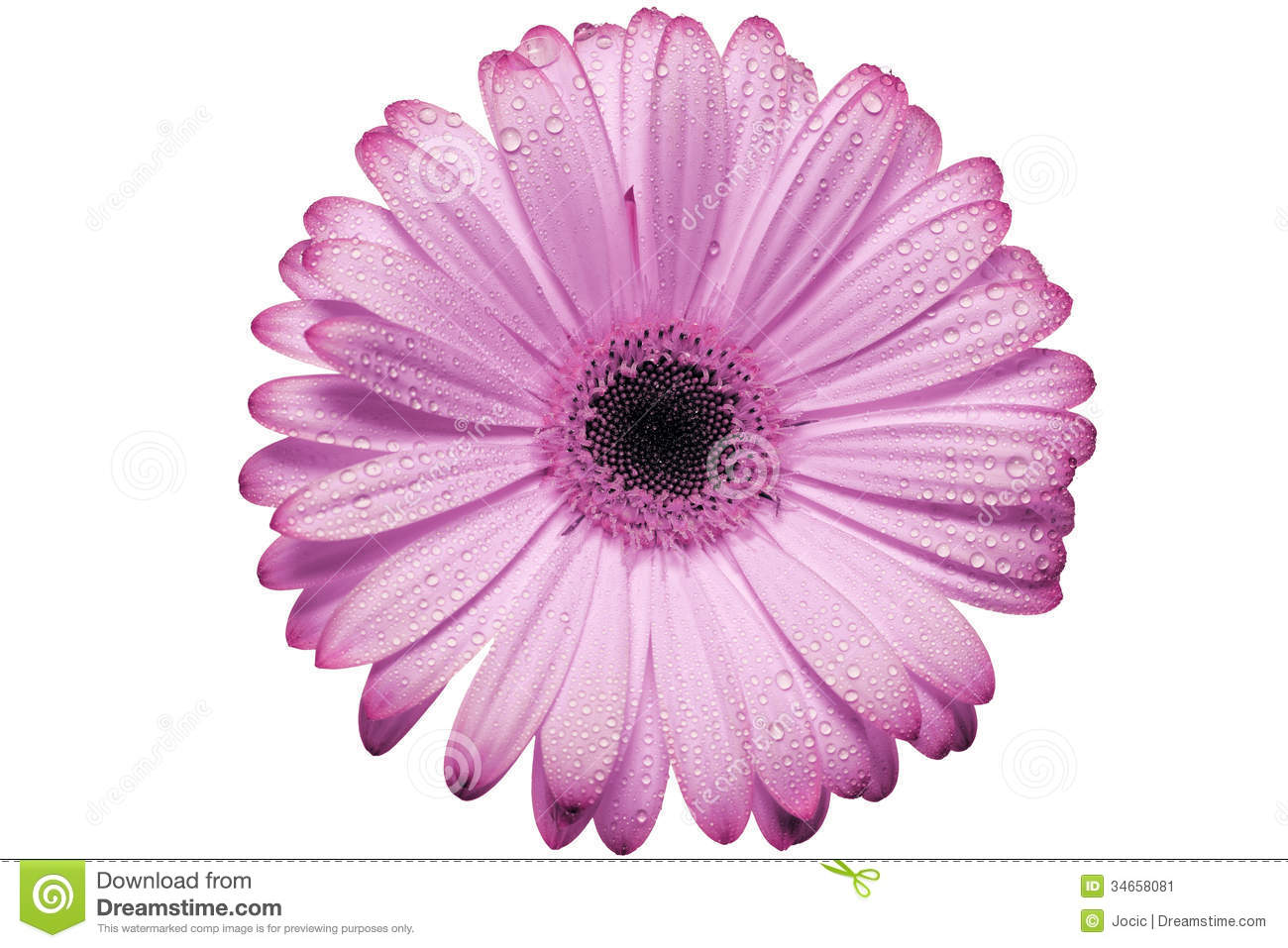 Pink Gerbera Daisy Blossom Stock Image   Image  34658081