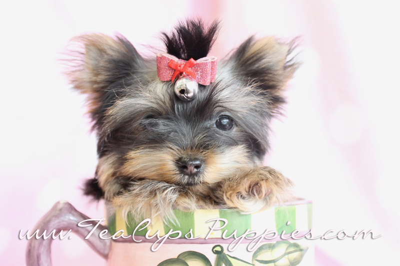 Teacup Puppy Yorkie Teacup Yorkie Puppies For Sale