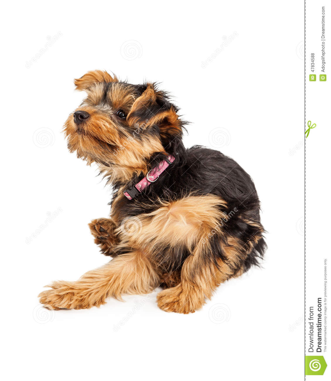 Teacup Yorkie Dog Sitting And Scratching And Itch