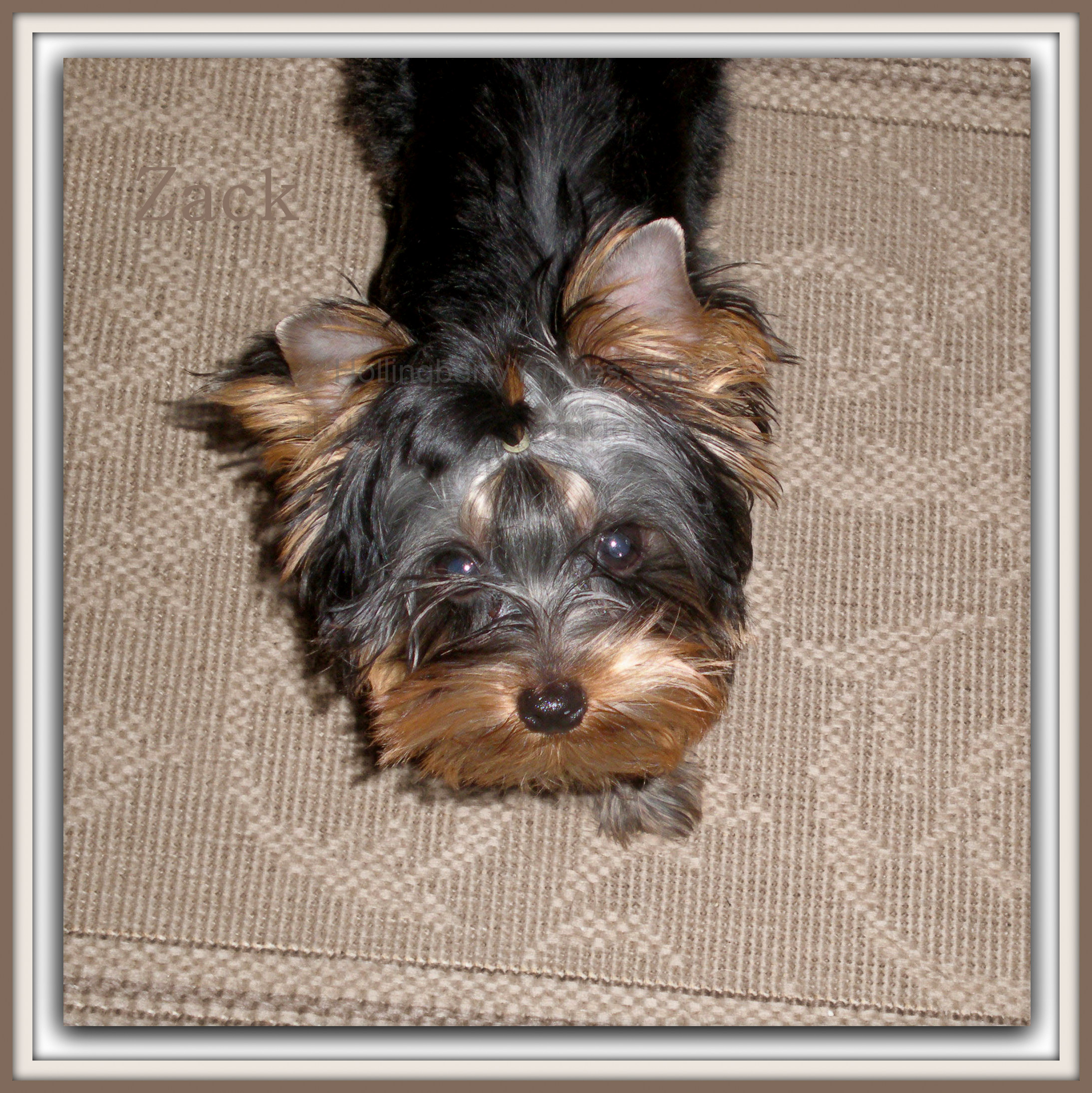 Teacup Yorkie Puppies For Sale 2013 Teacup Yorkie Puppies For
