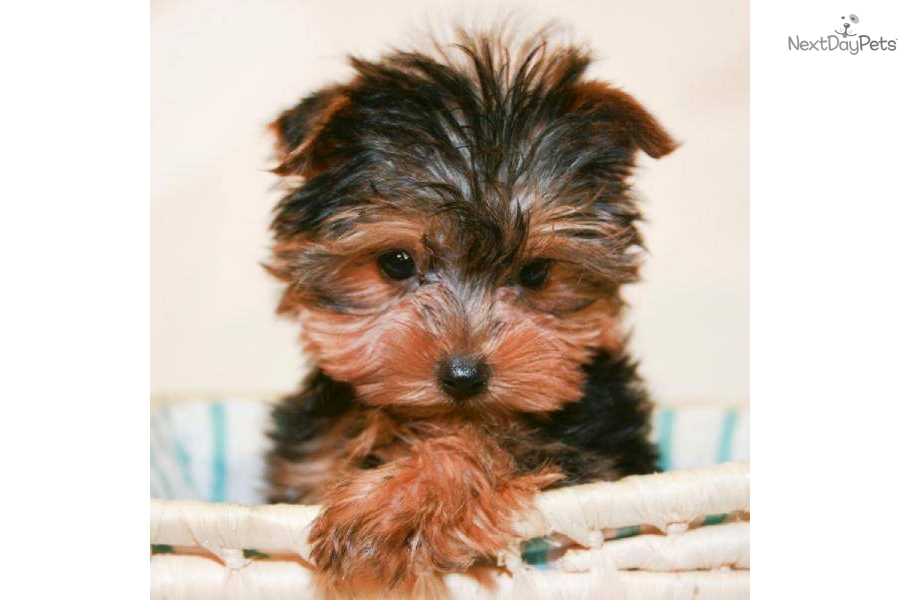 Teacup Yorkie Terrier Male Pictures