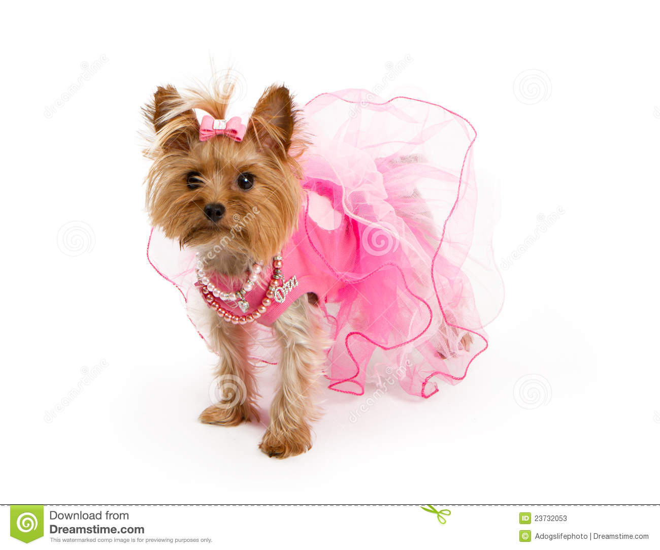 Teacup Yorkshire Terrier In Pink Outfit Stock Photos   Image  23732053