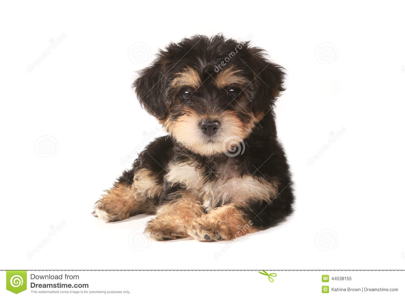 Tiny Miniature Teacup Yorkie Puppy On White Background Stock Photo