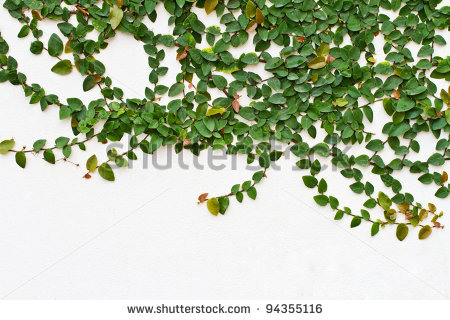 Climbing Fig Creeping Fig Creeping Rubber Plant   Stock Photo