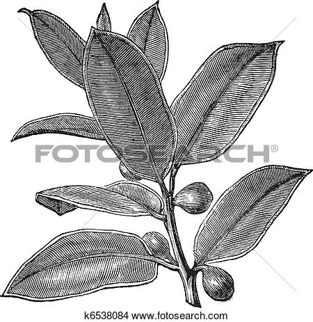Clipart Of Rubber Plant Or Rubber Fig Or Rubber Bush Or Indian Rubber