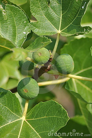 Common Fig Plant Royalty Free Stock Photo   Image  10705045