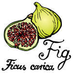 Fig Fruit Fig Fruit Illustrator Of F With Fig Fruit