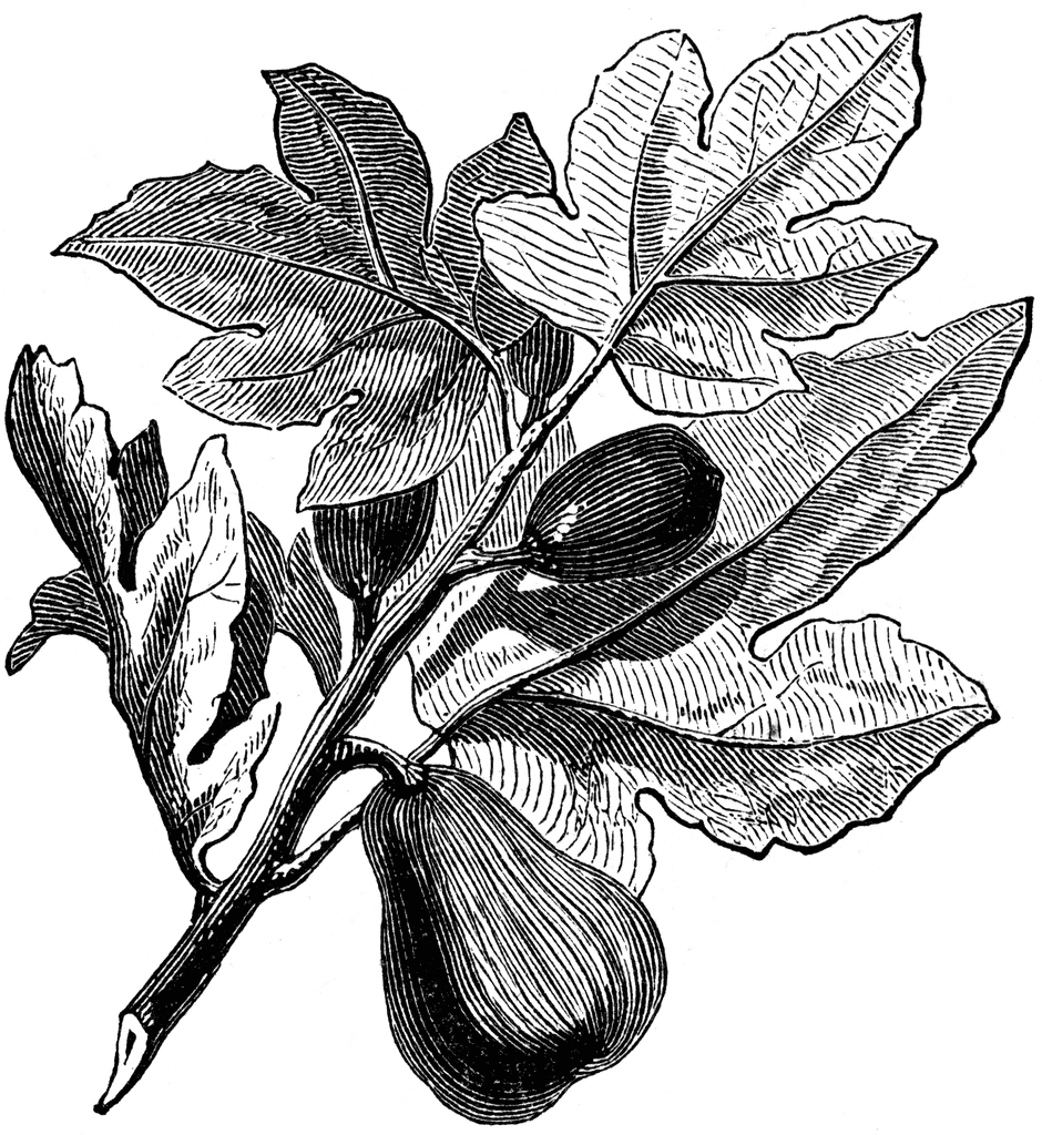 Fig Plant   Clipart Etc