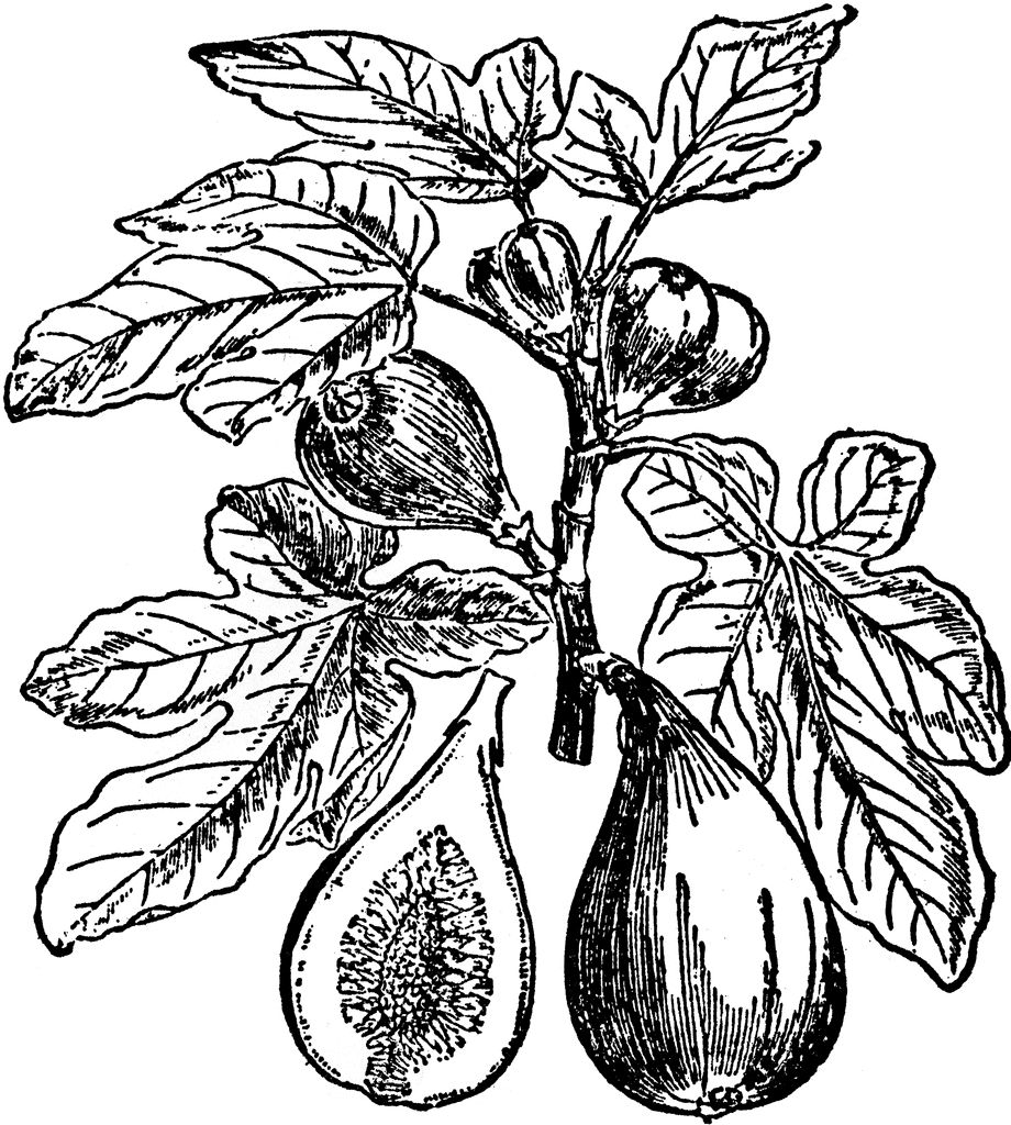 Fig Plant   Clipart Etc