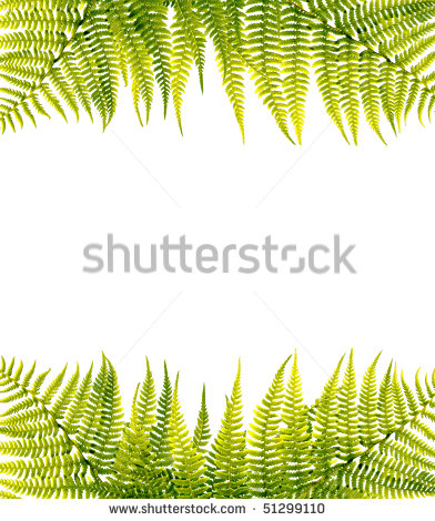 Green Fern Border On White Background   Stock Photo