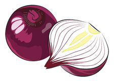 Onion Stock Vectors Illustrations   Clipart