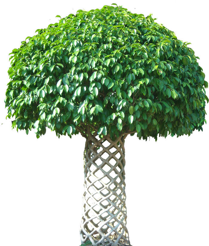 Tropical Plant Pictures  Ficus Benjamina  Weeping Fig