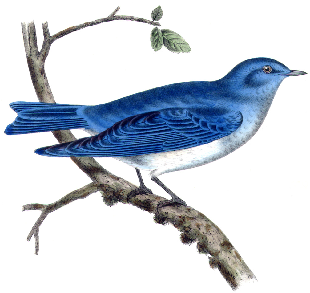 Animal   Bird   Arctic Blue Bird   Vintageprintable