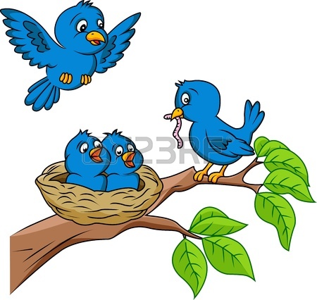 Bird Nest   Bird Family