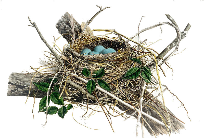 Bird Nest Clipart Pictures