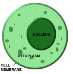 Cytoplasm   Kailyn S Animal Cell