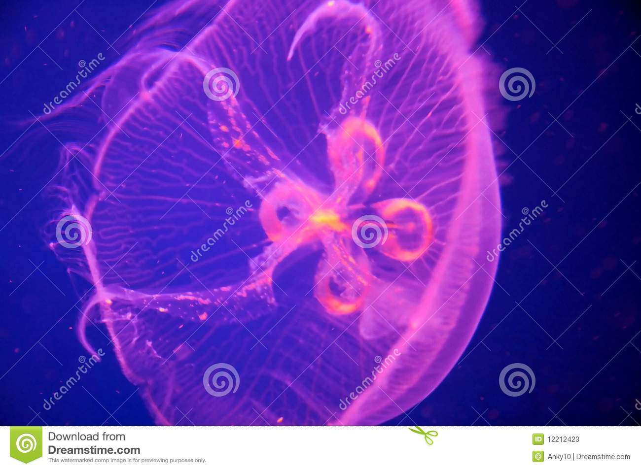 Displaying 20  Images For   Purple Jellyfish Clipart