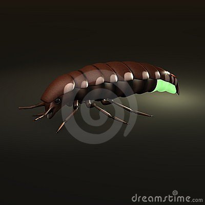Glow Worm Royalty Free Stock Photography   Image  10753887