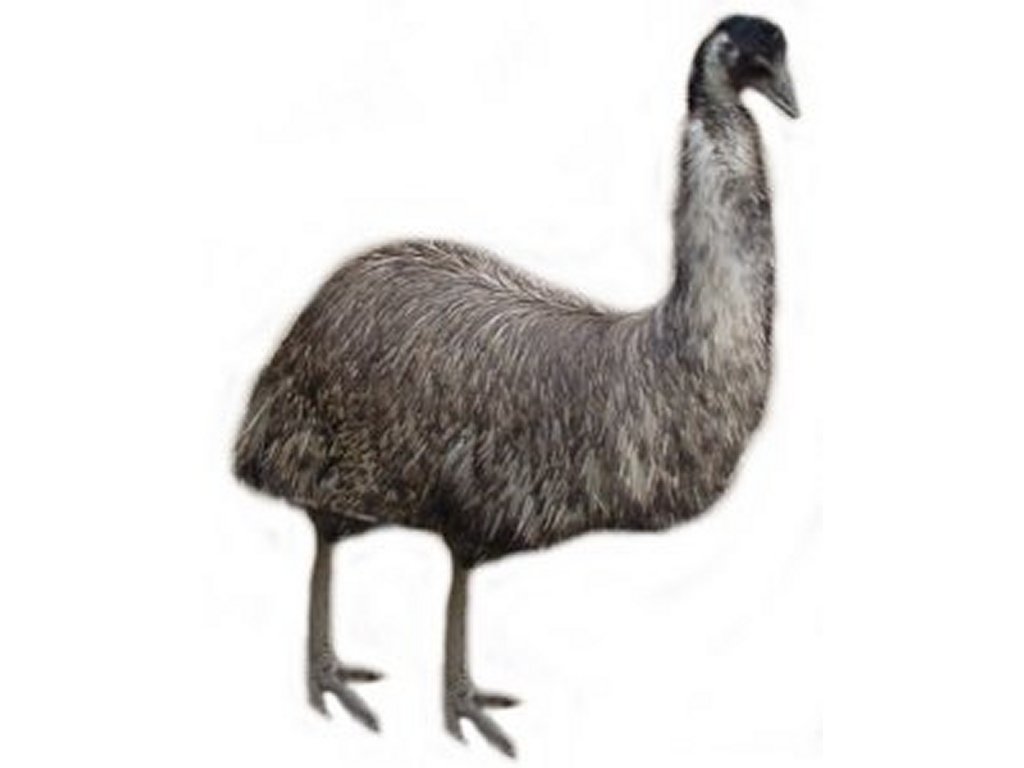Emu Clip Art Pictures   Free Quality Clipart