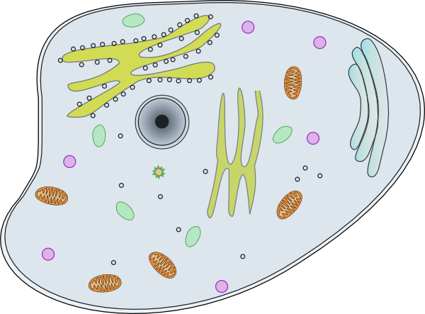 Free To Use   Public Domain Biology Clip Art
