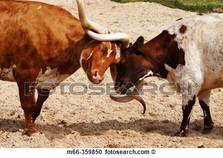 Longhorn Cattle Locking Horns In A Test Of Wills At The Fort Worth