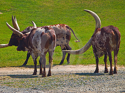 Longhorn Cow Clipart Long Horned Cattle In Green