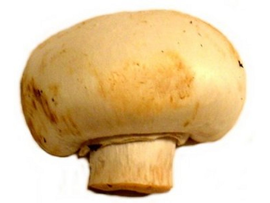 Mushrooms Clip Art Pictures   Free Quality Clipart