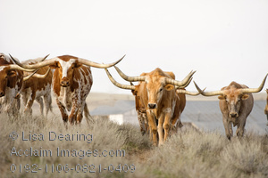 Pictures Longhorn Cattle Clipart   Longhorn Cattle Stock Photography