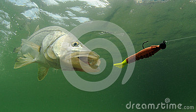Stock Images  Snook Fish Chasing Lure  Image  31338374