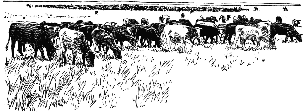 Cattle   Clipart Etc